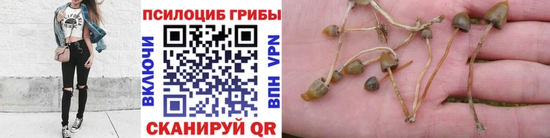 Псилоцибиновые грибы мицелий  KRAKEN сайт  Пустошка  магазин  наркотиков 